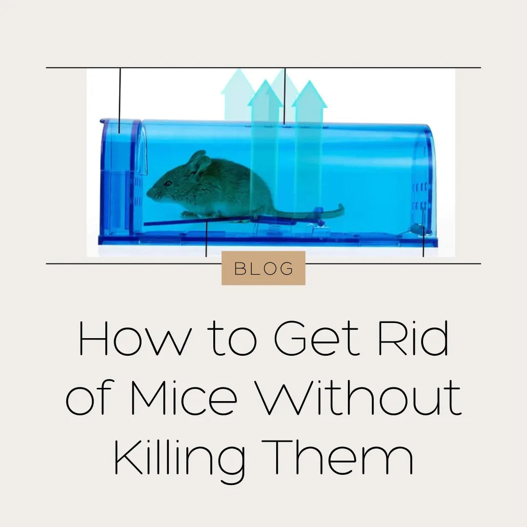 How To Get Rid Of Mice Without Killing Them - Cart In Mart