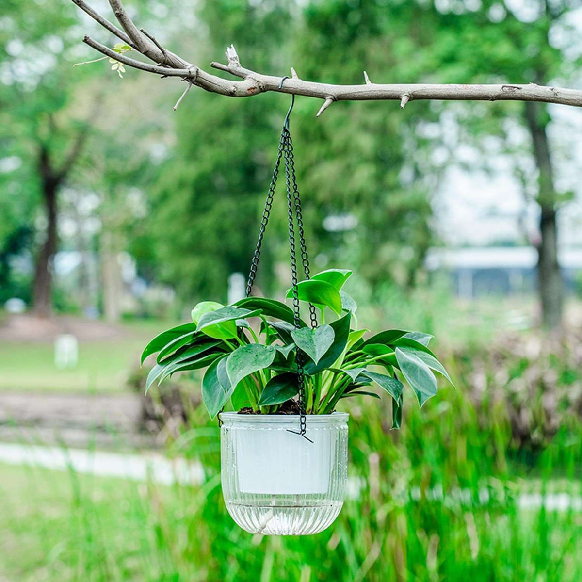 hanging plant pot