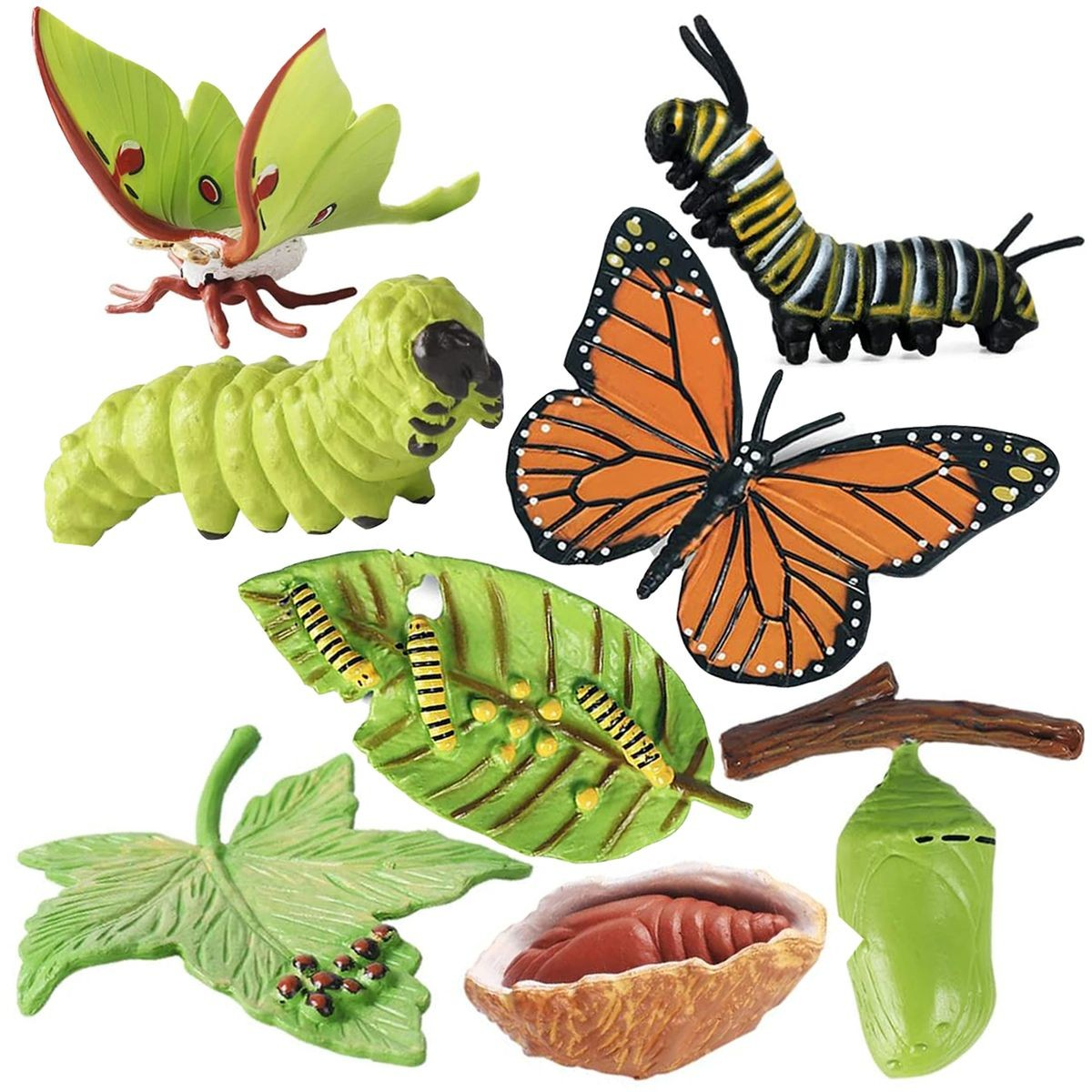 Cart In Mart Monarch Butterfly Life Growth Cycle & Actias Ningpoana Montessori Kids Toys