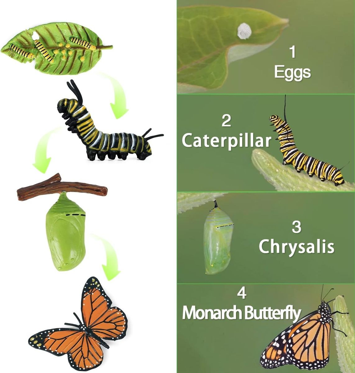 Cart In Mart Monarch Butterfly Life Growth Cycle & Actias Ningpoana Montessori Kids Toys