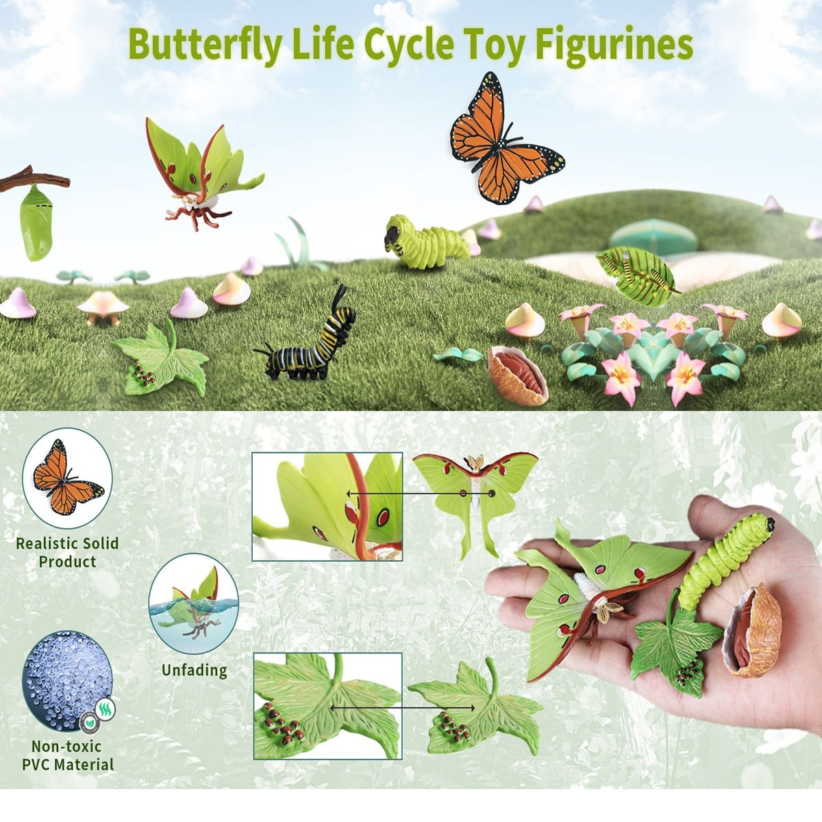 Cart In Mart Monarch Butterfly Life Growth Cycle & Actias Ningpoana Montessori Kids Toys