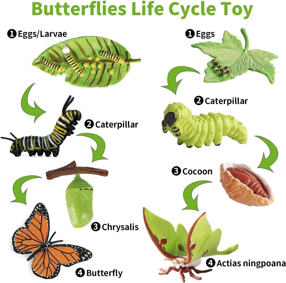 Cart In Mart Monarch Butterfly Life Growth Cycle & Actias Ningpoana Montessori Kids Toys