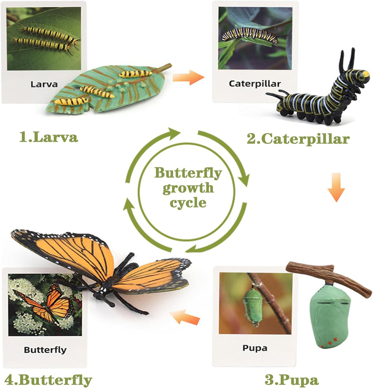 Cart In Mart Butterfly Life Growth Cycle With Cards Realistic Model Montessori Kids Toys