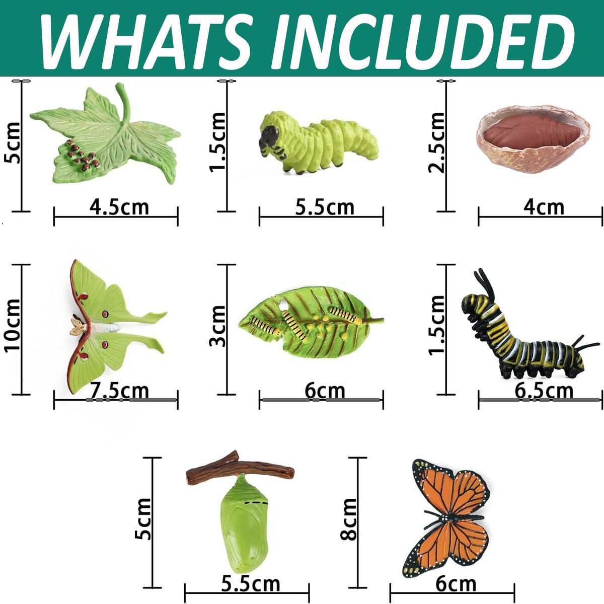 Cart In Mart Monarch Butterfly Life Growth Cycle & Actias Ningpoana Montessori Kids Toys